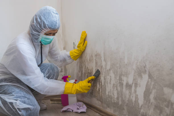 Best Commercial Mold Removal  in Coral Hills, MD