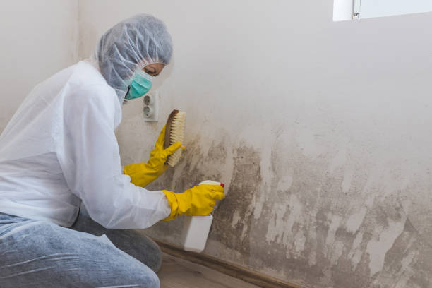 Best Attic Mold Removal  in Coral Hills, MD