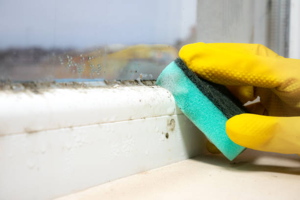 Best Same-Day Mold Removal  in Coral Hills, MD