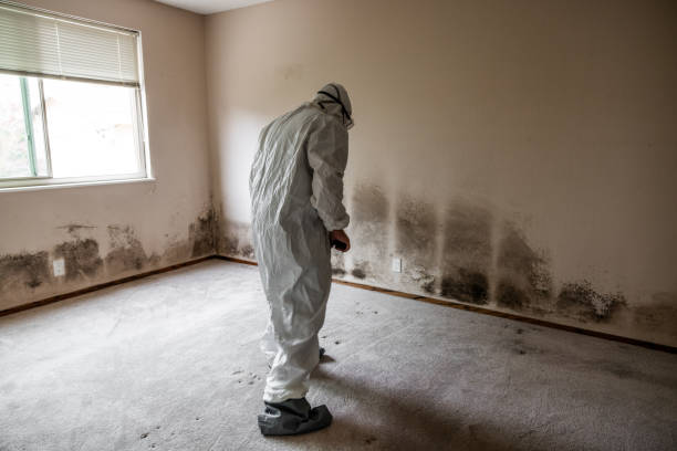 Mold Testing and Removal in Coral Hills, MD